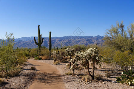 亚利桑那州萨瓜罗公园东区沙漠生态小径高清图片