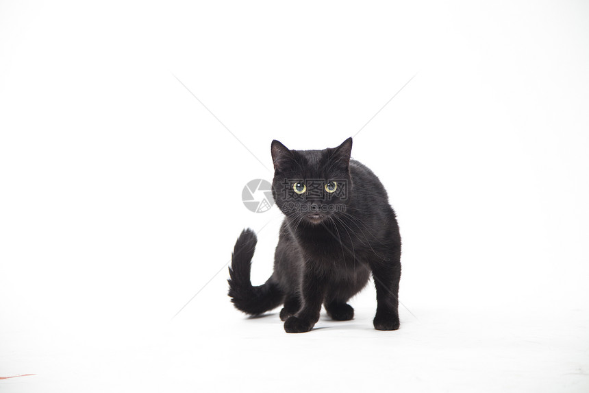 白色背景上的黑猫图片