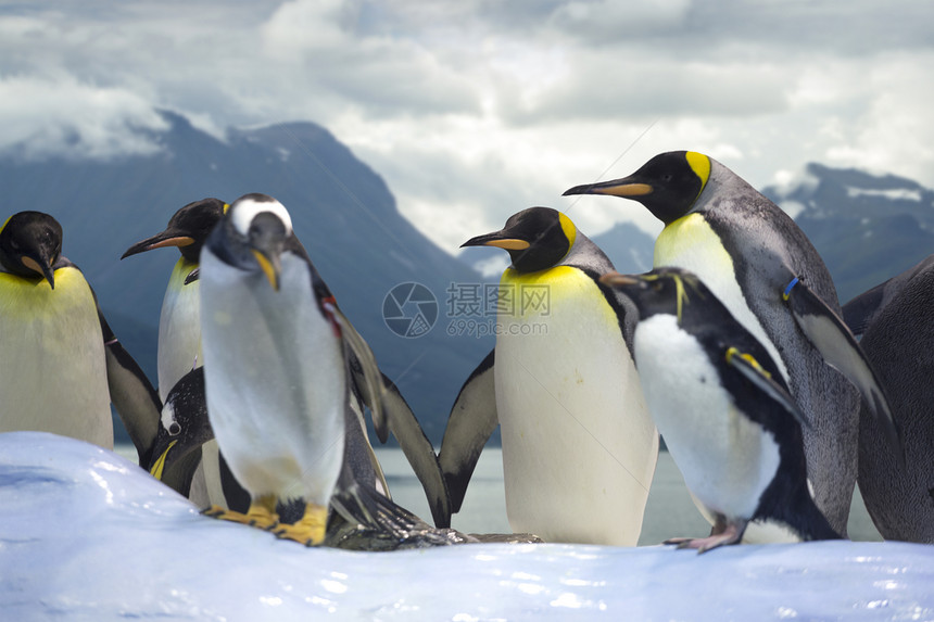 企鹅群反冬天的景观图片