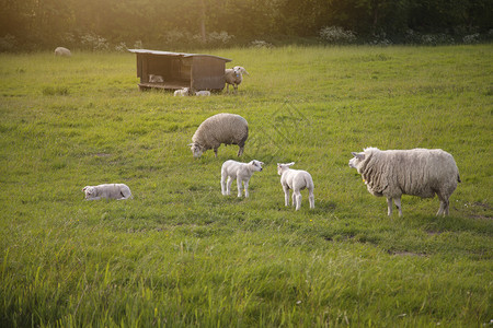 伏兰丹的羊荷兰高清图片