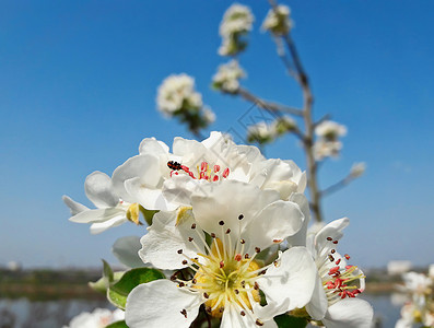 个美丽的春天,朵盛开的白色梨花乡村背景上的枝条图片