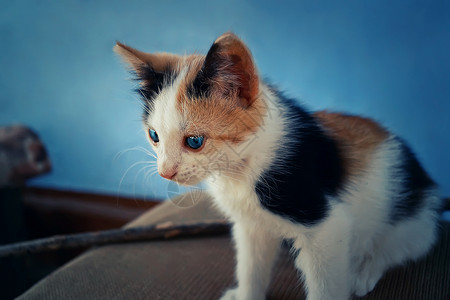 小斑点小猫坐户外的栏杆上背景图片