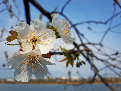 果树蓝天的映衬下闪闪发光春天的樱桃花图片