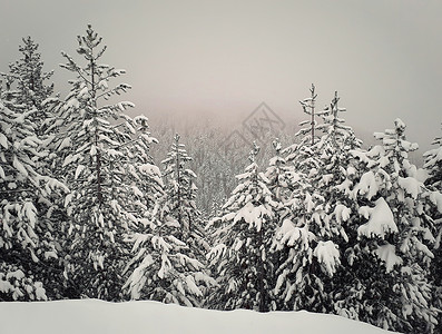 冬来了雪覆盖了山上雾蒙蒙的杉树森林风景如画的雪冬景观背景
