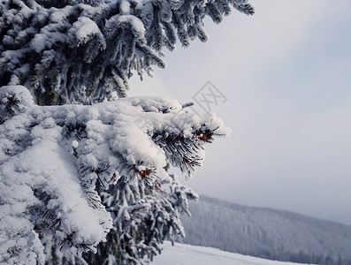 雪林中的冬季冷杉特写寒冷的冬天,松枝上覆盖着雪图片