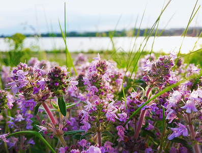 博尔迪安努靠近湖边野生的紫色花朵的田野背景