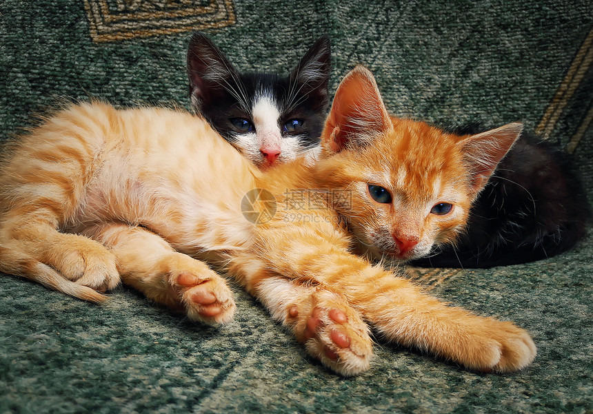 两只小猫躺可爱的毛茸茸的宠物放松图片