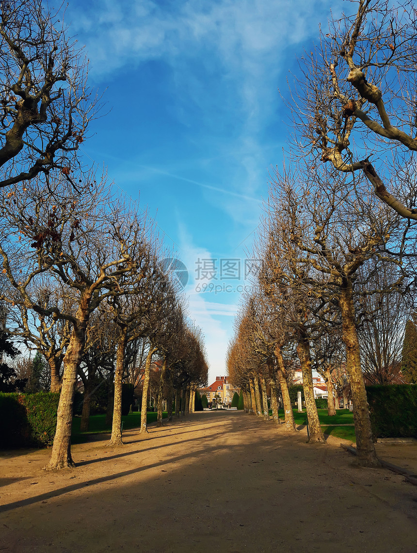 裸露的树木小巷公园广场杜马雷查尔乔弗尔阿尼雷斯苏西恩,巴黎郊区法国寒冷阳光明媚的冬天早晨,蓝天图片