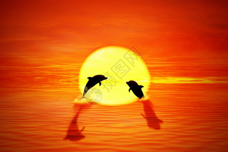 两只嬉戏的海豚水里跳美丽的海上日落旅行,度假,航行,热带天堂之旅,冒险,旅游图片