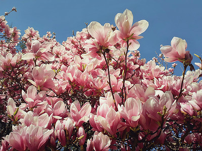野生粉红色玉兰树芽盛开,花型阳光明媚的蓝天上春天的花簇公园的树枝上开花美丽的自然,季节户外温暖的阳光明媚的日背景图片