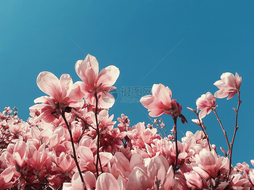 珊瑚粉红色奇数木兰树花时尚的花纹蓝天背景上春暖花开,奇怪的当代艺术海报,锌文化风格同的自然图片