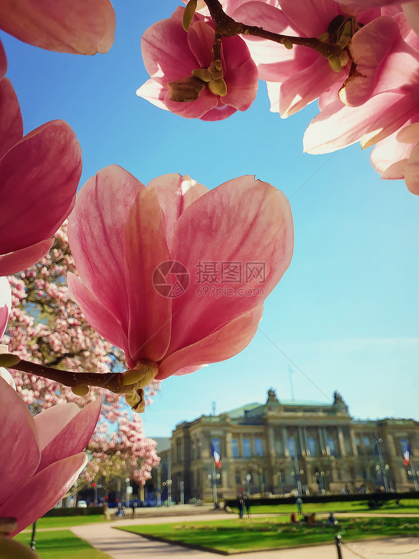 粉红色玉兰树开花了花蕾绽放反斯特拉斯堡剧院公园的地方RepubliqueJardin,法国自然,花卉背景,图片