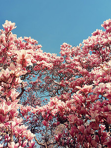 野生粉红色玉兰树芽盛开,花型阳光明媚的蓝天上春天的花簇公园的树枝上开花美丽的自然,季节户外温暖的阳光明媚的日背景图片