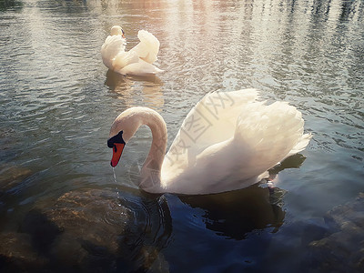两只天鹅个阳光明媚的春天早晨,法国斯特拉斯堡,阿尔萨斯,两只美丽雄伟的白色天鹅河上游泳背景