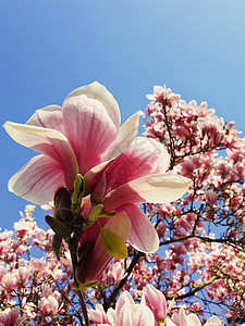 野生粉红色玉兰树芽开花,花型蓝天上春天的花簇公园的树枝上盛开美丽的自然,季节户外温暖的阳光明媚的日子背景图片