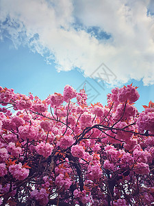 野生粉红色日本樱花树花蕾绽放,花型阳光明媚的蓝天上春天的花簇公园的树枝上开花温暖阳光明媚的日子里美丽的大自然背景图片