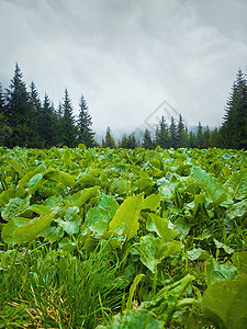 美丽的风景如画的山脉景观,个雾蒙蒙的早晨,地平线上片绿色的草地冷杉树图片