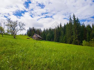 布朗贝蒂木舍山上,阳光明媚的春天青草草地乌克兰亚布隆尼亚丘陵上的常绿冷杉林背景