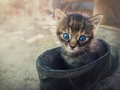 户外坐地板的猫趣的条纹小猫看来困惑的相机与他的蓝色眼睛,就像坐户外的旧农场鞋顽皮的小猫可爱的情感藏靴子里背景
