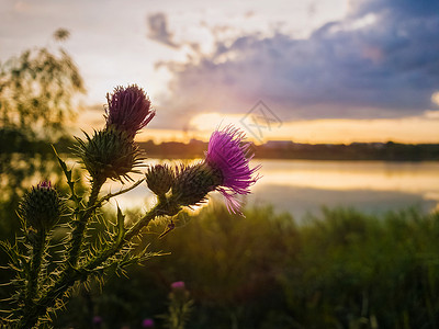 特写矛蓟紫花日落的天空湖泊背景卷毛,脊柱针的植物,翅膀的茎叶,夏天开花图片