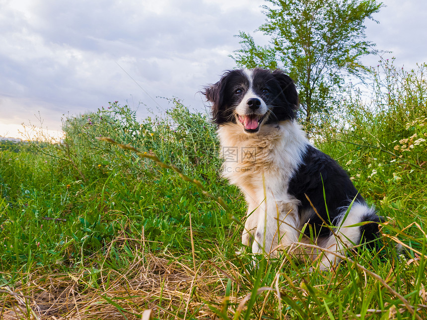 快乐的狗肖像坐绿色的草地上,大自然的中间,张着嘴看着相机,享受着阳光明媚的天的寂静图片