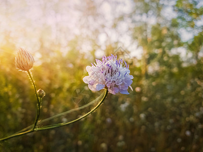 草原自然中,紫色雌蕊开花的白色田间结痂花蕊小野花特写图片