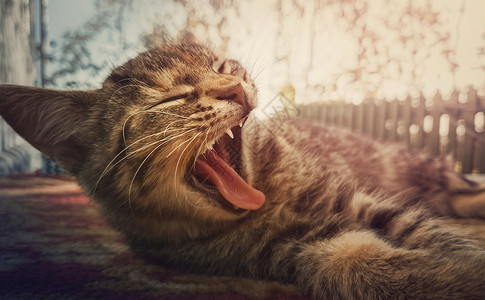 特写睡眼惺忪的条纹猫躺户外打哈欠的肖像图片