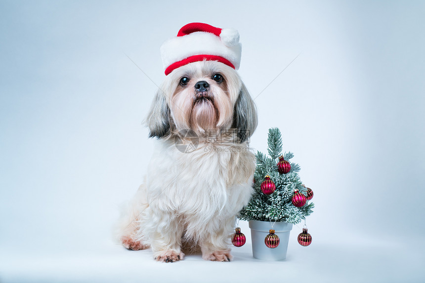 施子狗戴着诞帽,白色蓝色背景上棵小小的新树施子狗图片