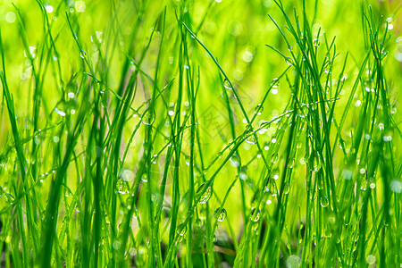 湿绿草特写镜头湿绿的草图片