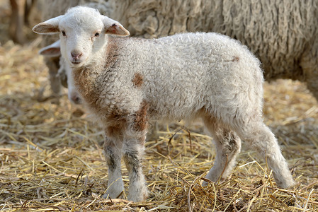 春天农场里新生的羔羊图片