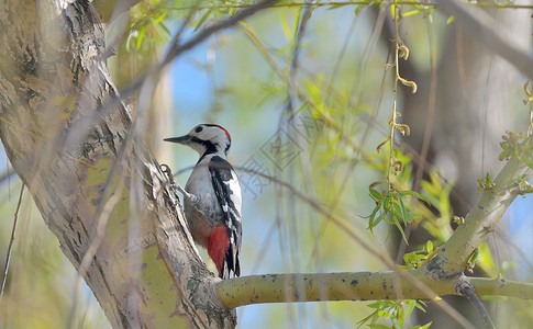 巨大的斑点啄木鸟栖息桦树枝上高清图片