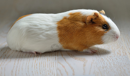 小可爱的豚鼠被隔离木桌上背景