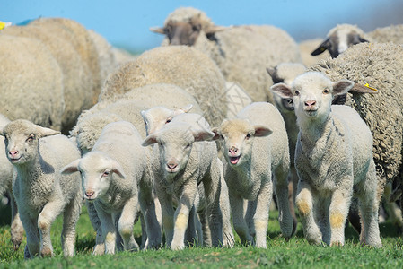 群绵羊羔羊田野上干的高清图片素材