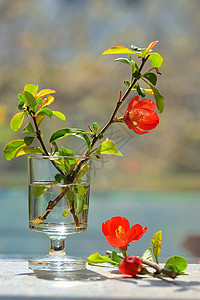 红色山茶小花瓶中的日本观赏日本观赏凤仙花背景