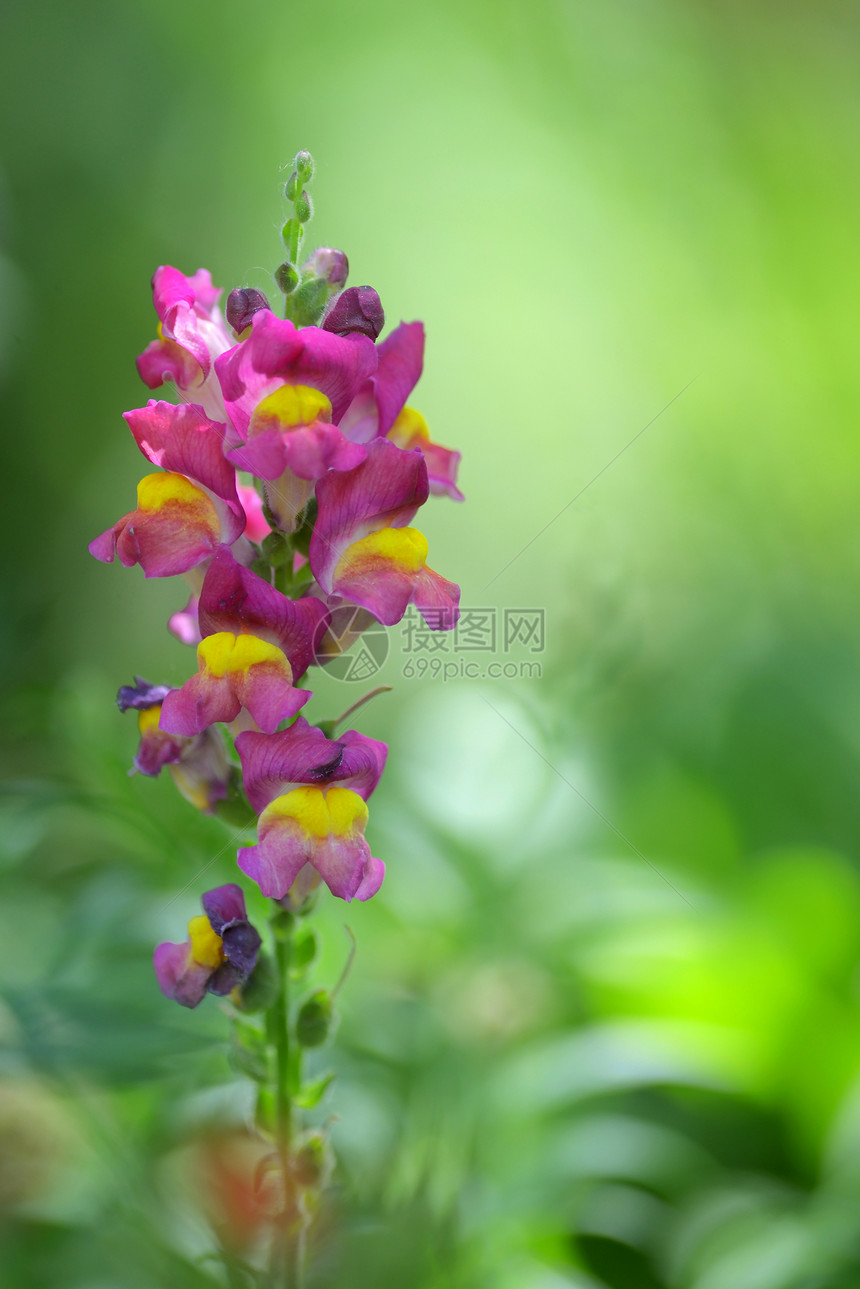 花园中的刺桐花抗没药肝硬花图片