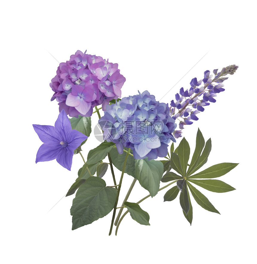 蓝色紫色的花排列白色的背景上蓝色紫色的花图片