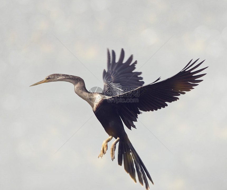 阿辛加鸟降落佛罗里达湿地阿辛加鸟着陆图片