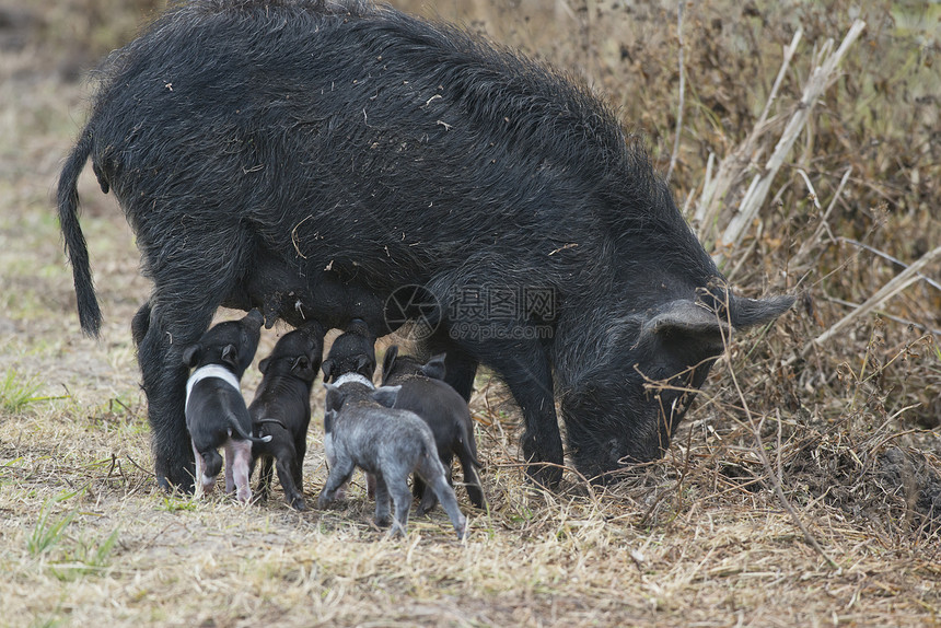 野生猪可爱的仔猪佛罗里达湿地野猪可爱的小猪图片
