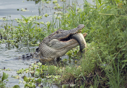 吃冰激凌的鳄鱼佛罗里达湖吃大鱼的鳄鱼鳄鱼吃大鱼背景