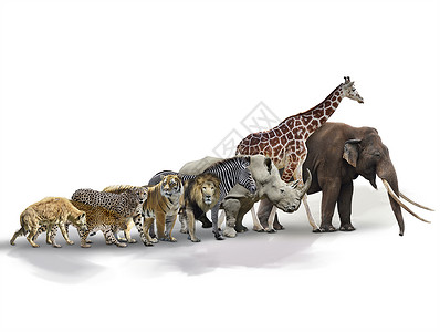 白色背景的非洲动物非洲动物图片