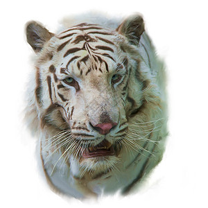 白色老虎肖像的数字绘画白虎水彩画图片