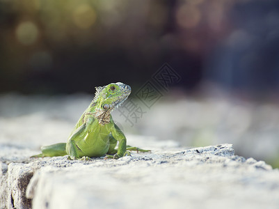 绿色的鬣蜥石墙上晒太阳绿色鬣蜥,正景色图片