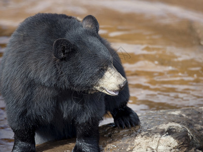 黑熊Ursus美国人靠近水靠近水的黑熊图片