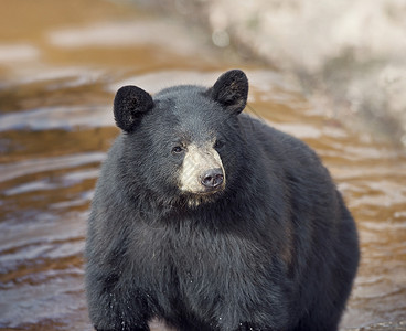 黑熊Ursus美国人水中水中的黑熊背景图片