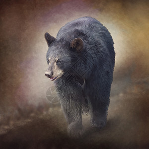 黑熊走路水彩画黑色熊肖像水彩画图片