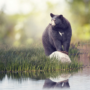 黑熊靠近水的岩石上靠近水的黑熊背景图片