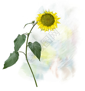 向日葵茎叶数字绘画向日葵的水彩画图片