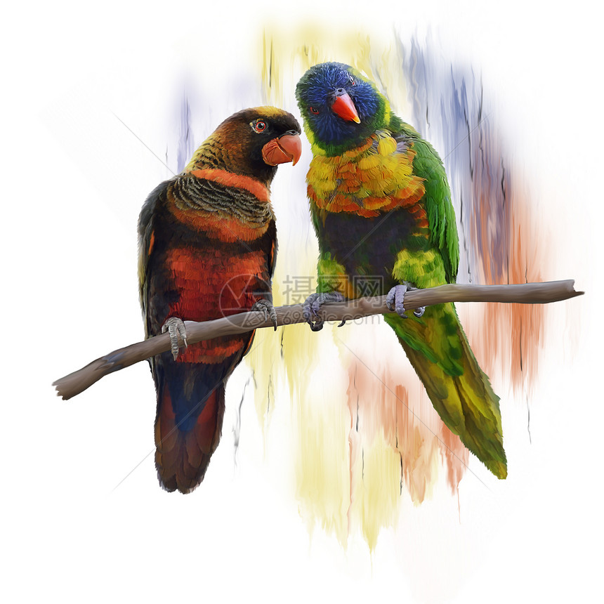 罗里凯特鹦鹉的数字绘画洛丽凯特鹦鹉水彩画图片