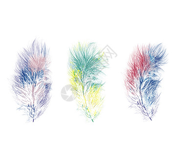 彩色羽毛的数字绘画套水彩羽毛图片