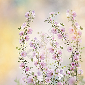 花园里粉红色的冬青花粉红色冬青花高清图片